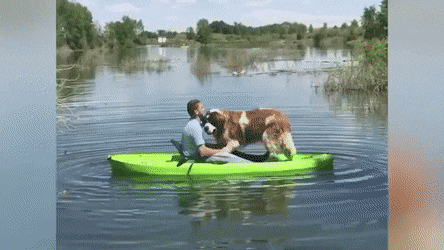 Person preparing pumpkin and lemon pet care rituals, plus baby wipe cleanup