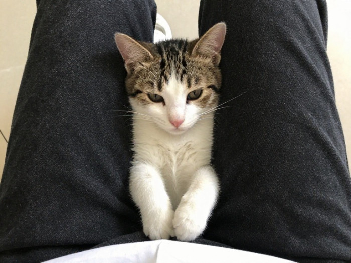 The OP’s first cat developed an intense attachment that they found increasingly difficult to manage.