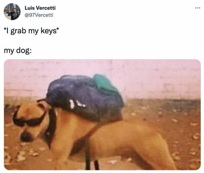 43. Get in, losers; we're going to the dog park