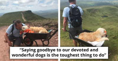 Dying Dog Gets To See His Favorite Place For The Last Time, All Thanks To His Loving Owner Who Wheelbarrowed Him All The Way
