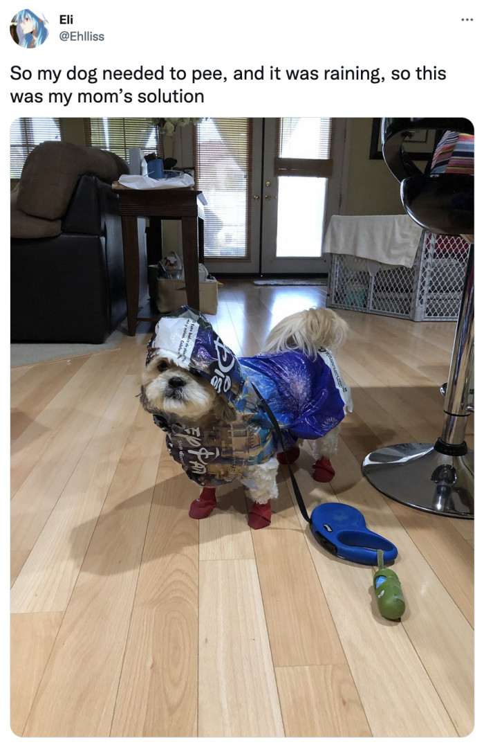 47. How long did it take to fashion that stylish coat? The dog deserves treats for holding its pee that long.