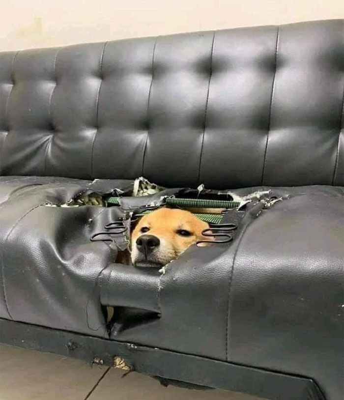 From furniture to FUR-niture.