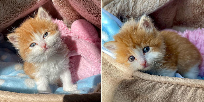 Badger's uncanny resemblance to ginger-haired singer-songwriter Ed Sheeran made him especially adorable.