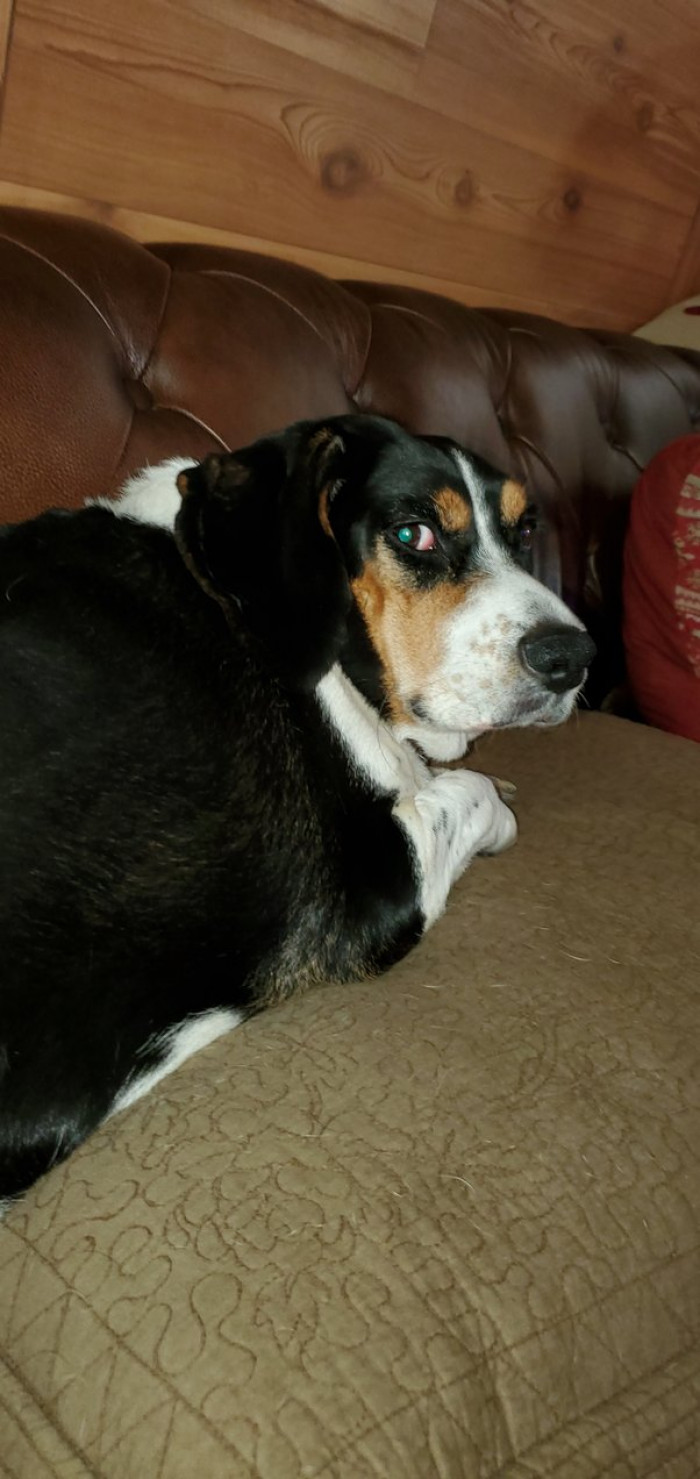 1. Rosie is suffering from grand mal seizures, and her owner is scared that one of her episodes could be fatal someday