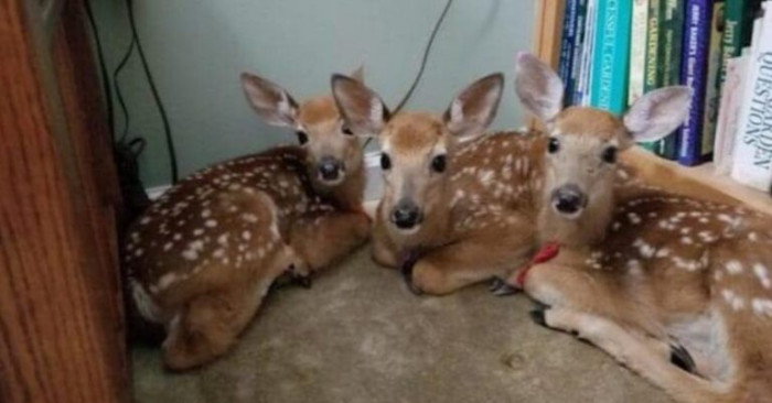 A particular woman was blessed with some lovely company as fawns chose her house to seek refuge
