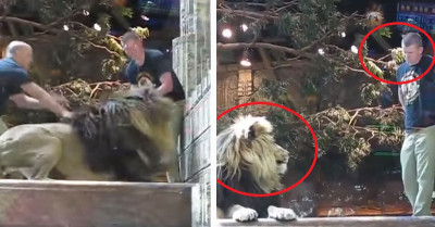 Shocking Moment Zookeeper Is Attacked By A Lion But Saved By A Lioness