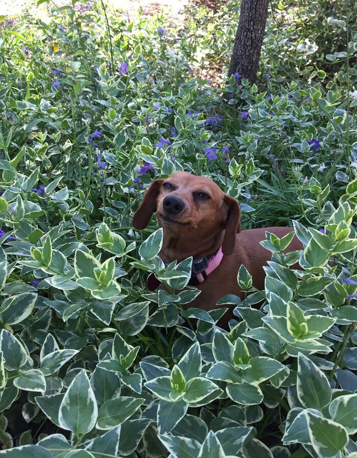"Here's A Picture Of My Dachshund Smiling"