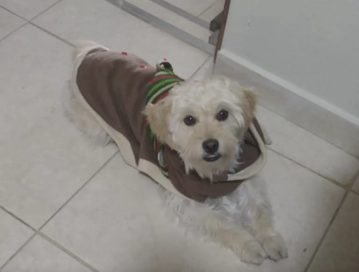 “I really love my dogs so much,” John said. “They always greet me with a lot of love and emotion.