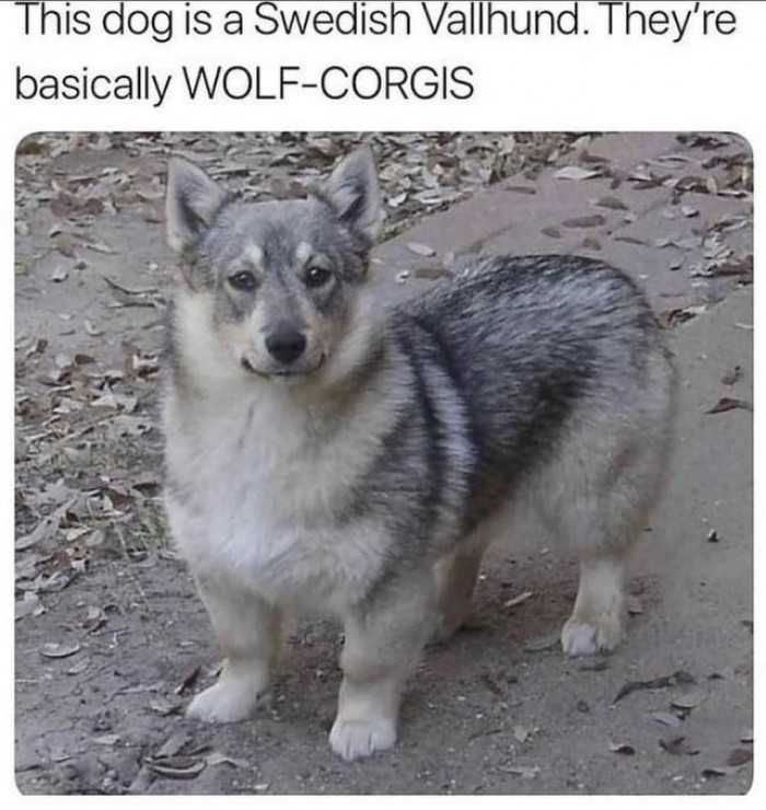 1. Come check out this adorable wolf corgi