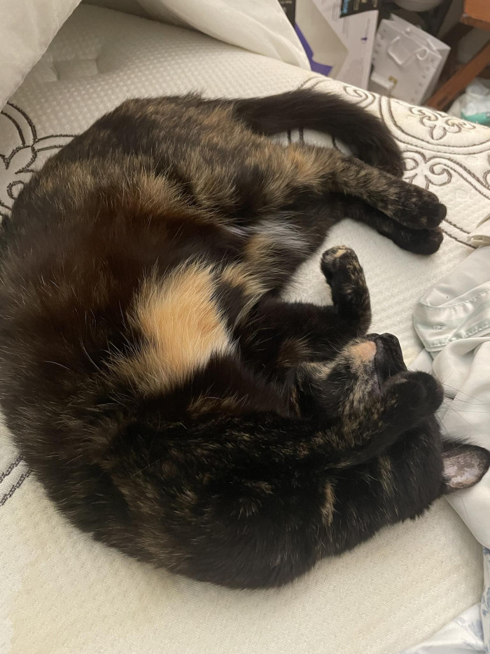 Mandatory lazy cat picture before we dive through the comments: