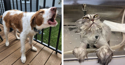 Meet the Most Dramatic Pets On The Internet