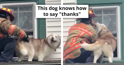 Heartwarming Scene as Rescued Dog Gives Firefighter a Thank-You Kiss for Rescuing Him from a Roof