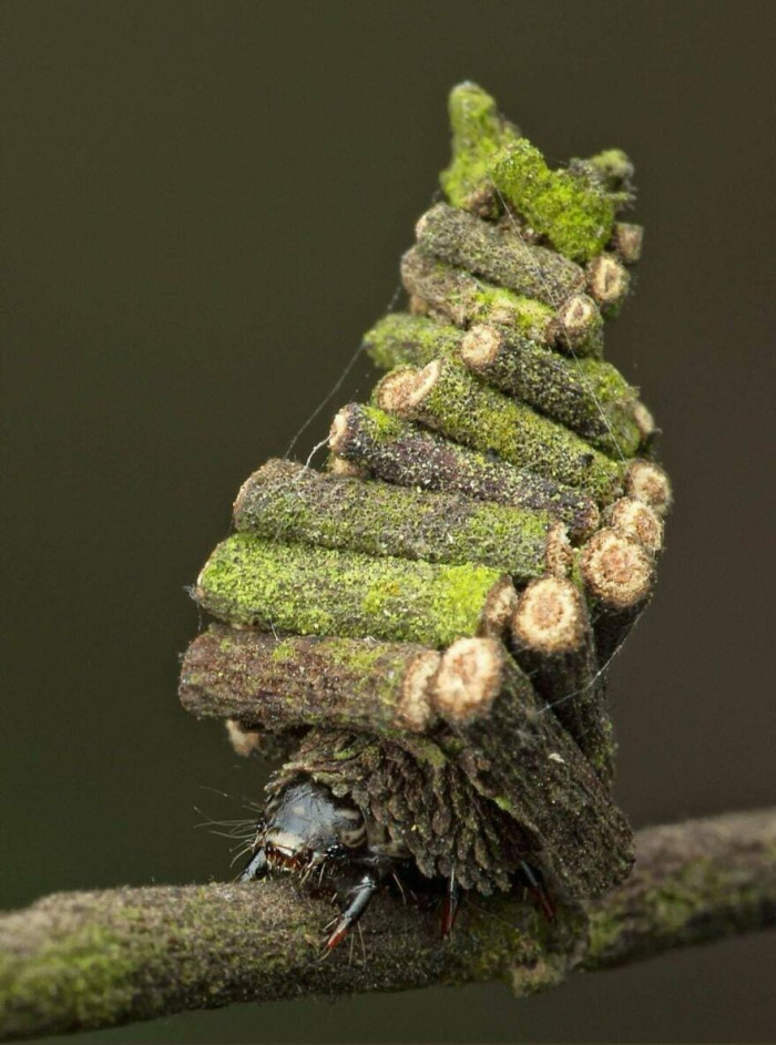 Bagworms (Psychidae) Make Portable Houses Out Of Small Sticks And Silk
