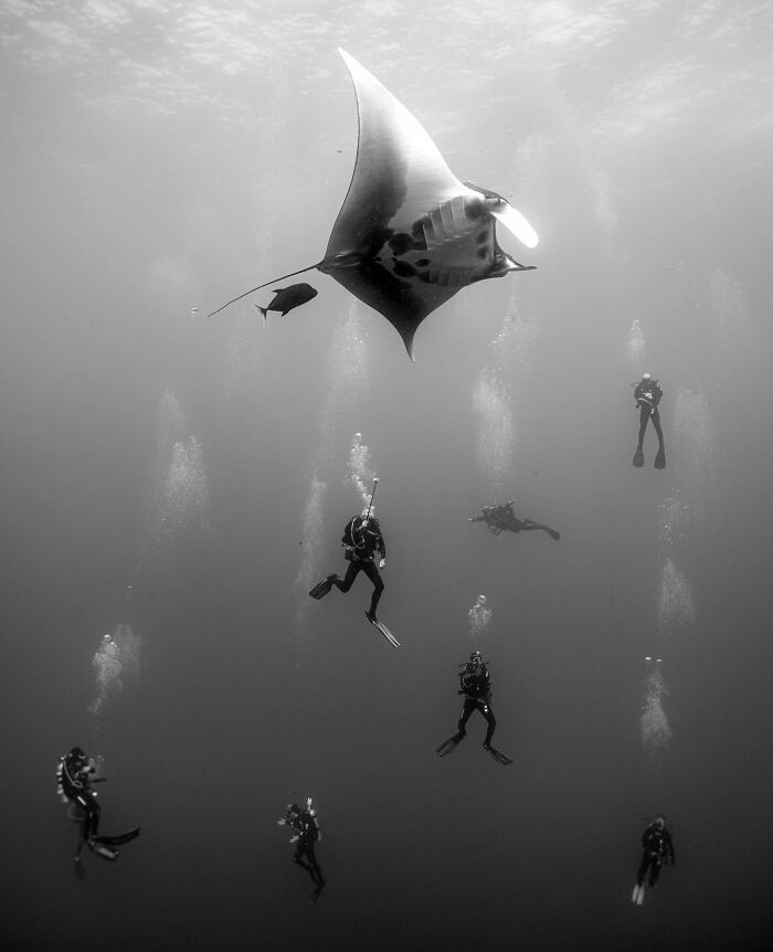 “Hanging Divers” By Jesper Bjarke Andersen