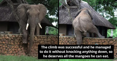 Gentle Elephant Climbs A Wall To Steal Some Mangoes From Lodge
