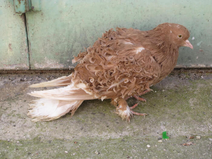 9. The Brown Frillback Pigeon breed