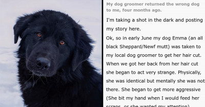 Woman Comes Home With The Wrong Dog After Grooming, Only Realizes What Happened Four Months Later