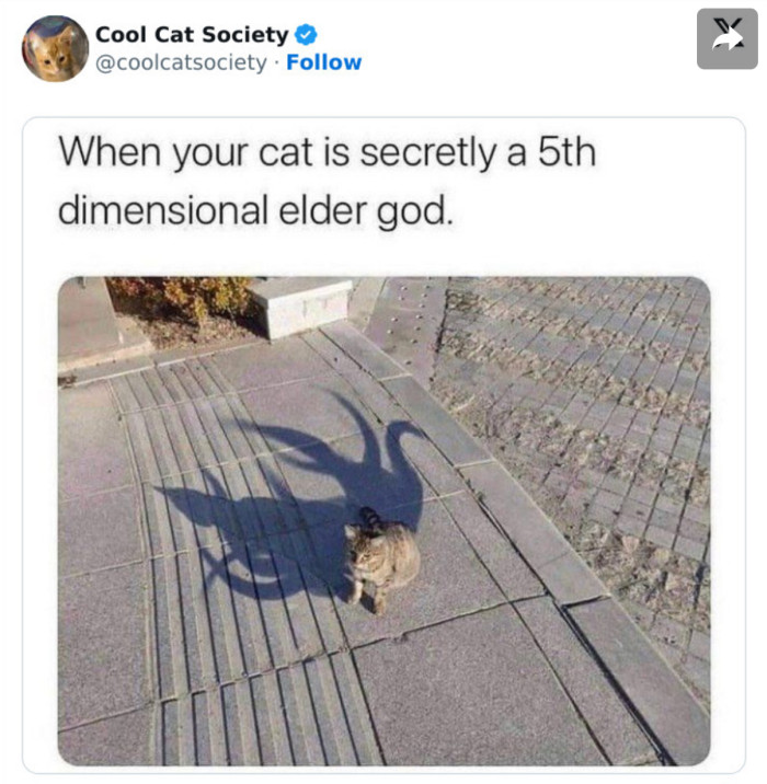 17. This cat is hiding another side of him