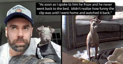 Adorable And Beloved Dog Gets Caught Destroying His Bed And His Reaction Is 100% Hilarious