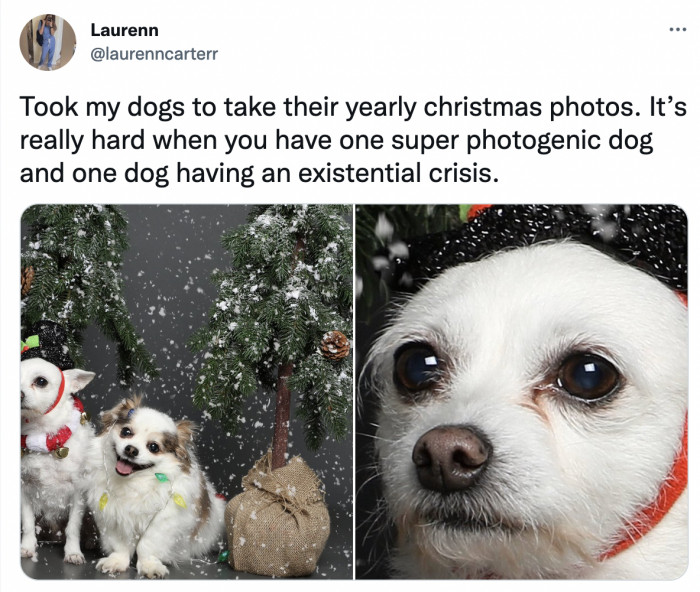 19. What is Christmas? Why is snow? Who is dog?