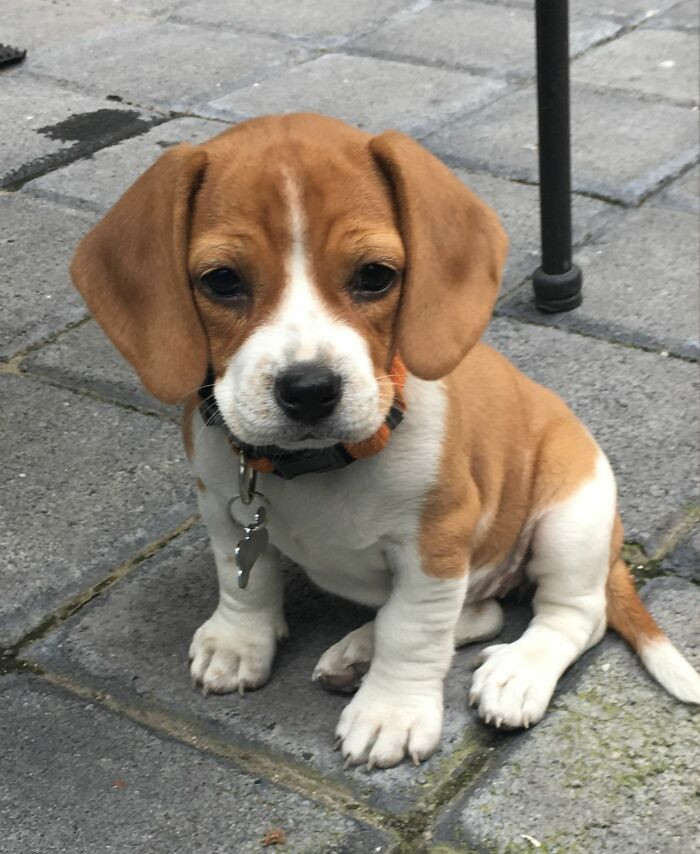 28. Our Little Beagle! Meet Belle