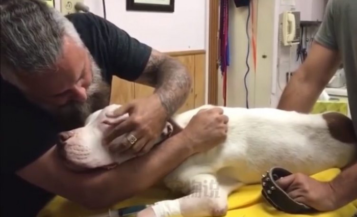 He treated his dog like an actual son for 14 long years. In the video, the dog is already on the vet's stretcher, waiting for the medicine that will put him out of the picture forever.