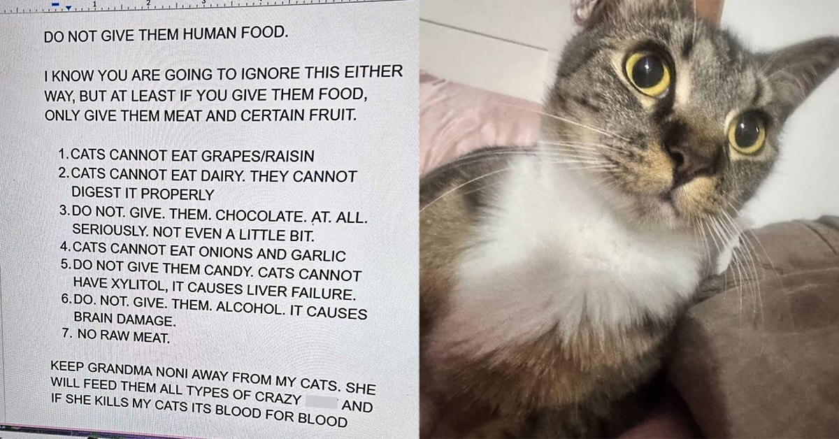 Cat Owner Made The Ultimate Cat-Sitting Manual To Ensure Her Cats Get Royal Treatment