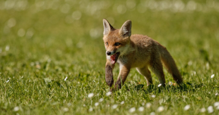 Different Fox Species and Adaptations