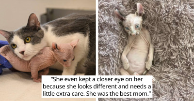 Mom Cat Adopts A Tiny Sphinx Kitten That’s Very Different Than Her Own