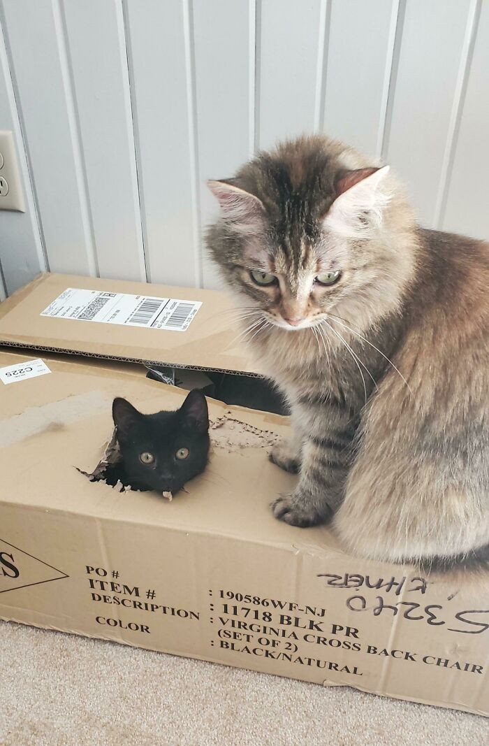 "We Recently Adopted A 10 Week Old Kitten, And I Was Worried About How Our Older Cat Would React. Whack-A-Cat Has Become Her New Favorite Game Apparently"
