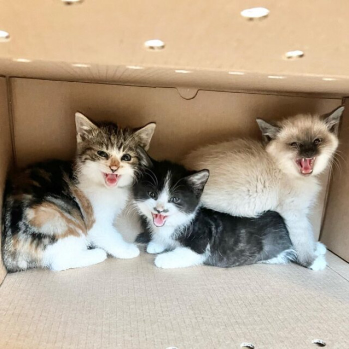 Wasabi, Ginger, and Pepper are cats born in the wild.