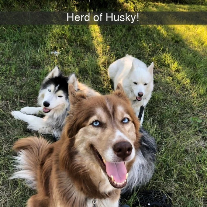 23. Don't you mess with this boy band of huskies
