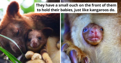 This Tree Kangaroo Is Probably The Cutest Animal That We've Ever Seen In The Wild