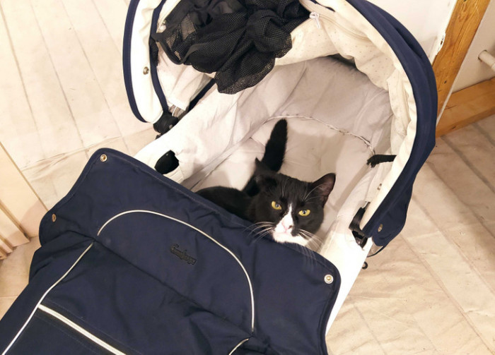 6. An excited soon-to-be father just bought this cot for his incoming baby—and this adorable one just decided to claim it right then and there.