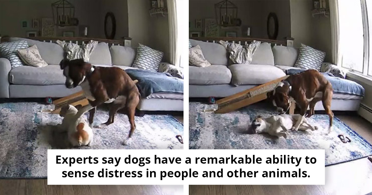 Boxer Dog Saves French Bulldog Brother Having Seizure While Owners Are Away, Captured on Home Camera