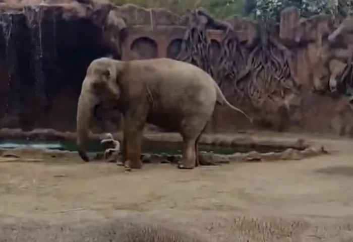 Some playtime with its herd could have turned into a nightmare for a helpless tiny antelope at a Guatemalan zoo