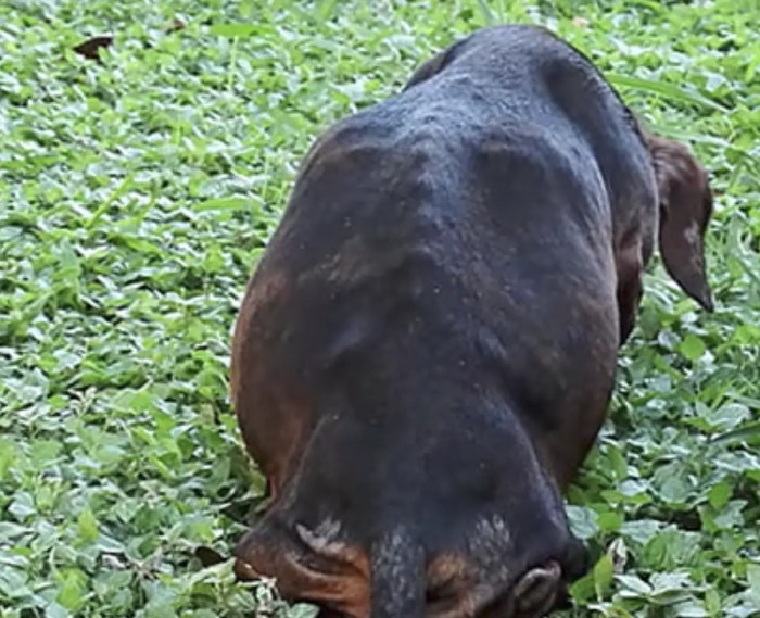 A Texas-based animal organization named “Friends of Emma” took Maria under their wing.