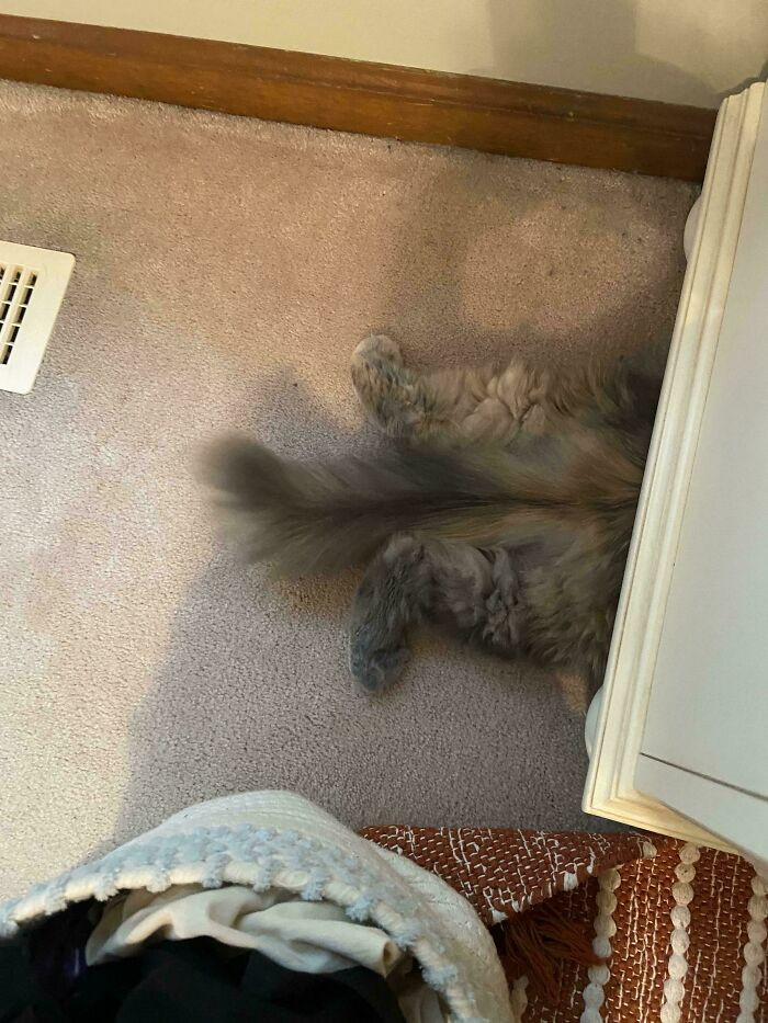 "Is My Cat Tummy Up Or Tummy Down?"