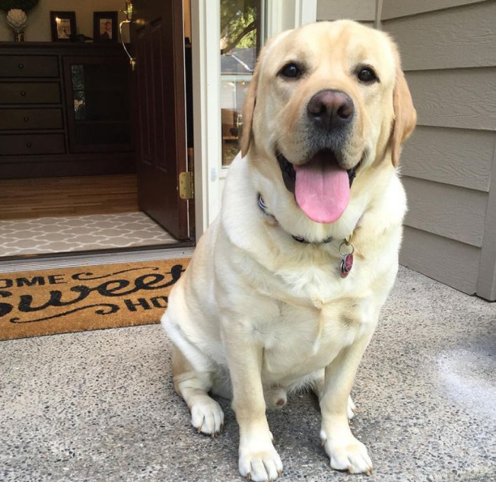 12. They just want to be told they're good boys, no matter what.