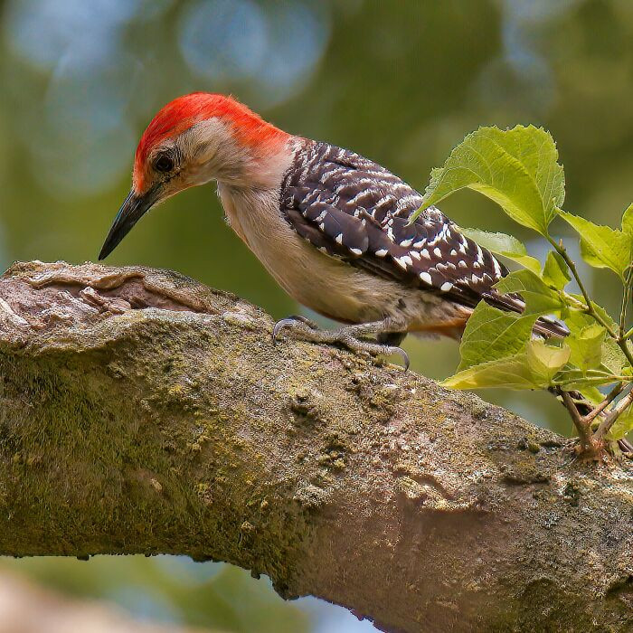 23. Woodpeckers