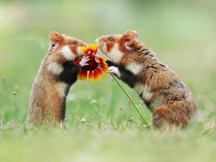 8. I have a flower, so come and let's sniff it together