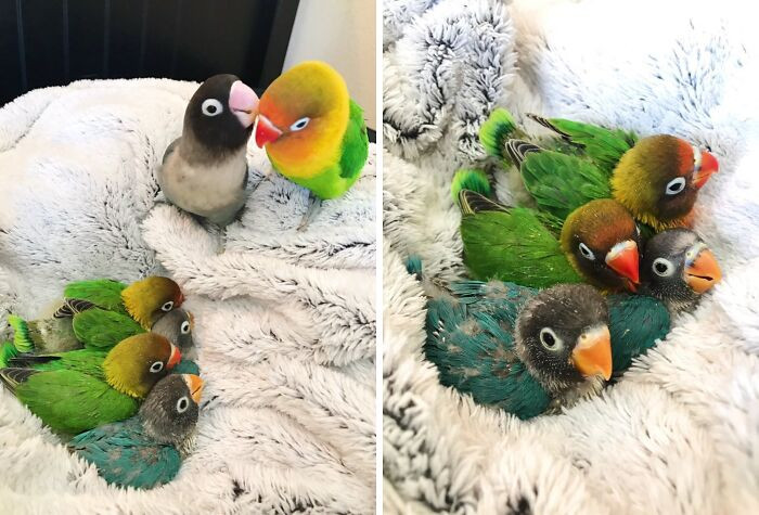 22. Remember Kiwi & His Goth Girlfriend? Well, Now She's His Goth Wife, And They Have 4 Beautiful Half Goth Babies