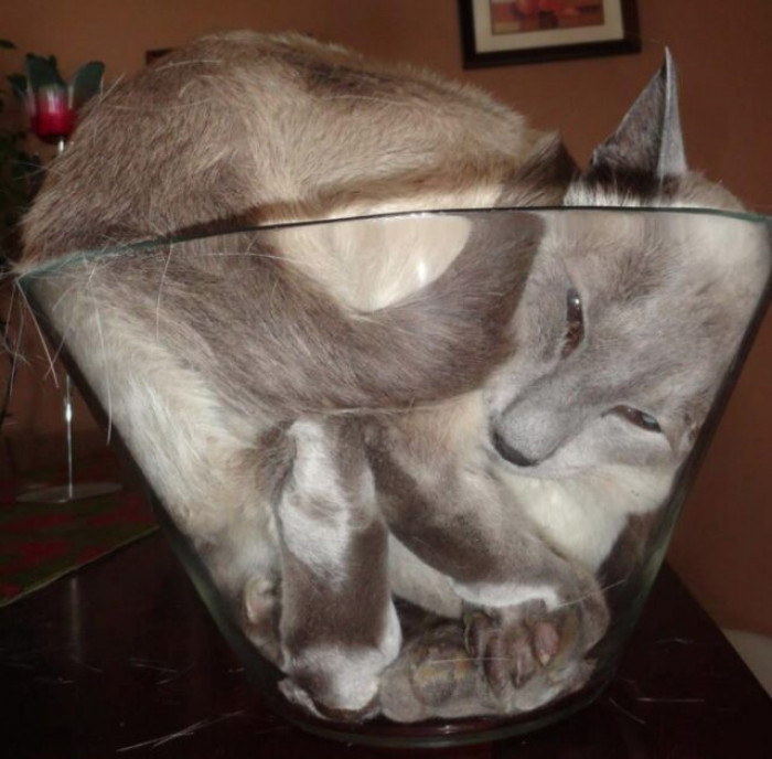 15. “This is proof that cats are liquid.”