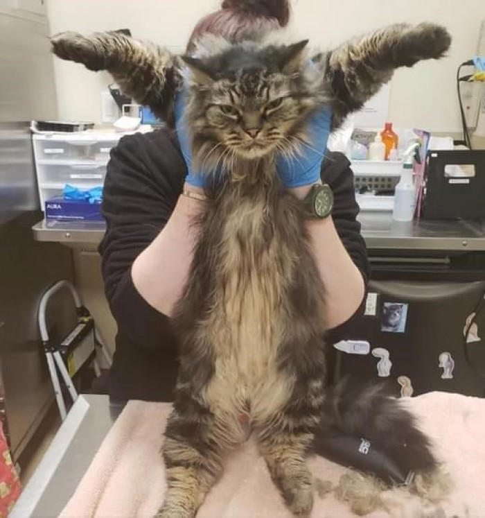 3. Someone's not excited to be at the vet's