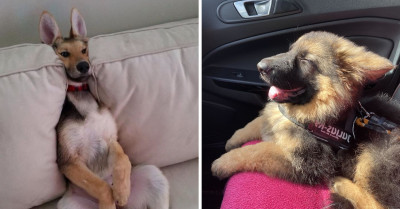 24 Photos Showcasing The Most Adorable, Intelligent, & Reliable Dog Breed: The German Shepherd