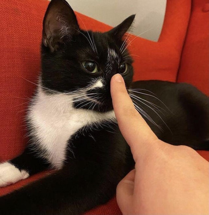 Boop the cat tax