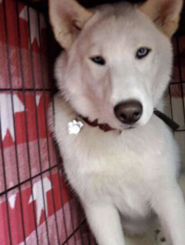 19. "Caesar's sale photo (nov 2020) to now! (july 2022) hard to believe we've had him for almost two years now!"