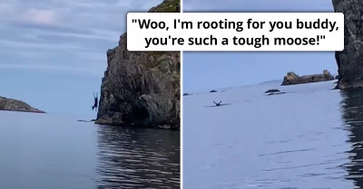 Moment Brave Moose Dives Off A High Cliff And Casually Swims Away Unharmed And Unfazed