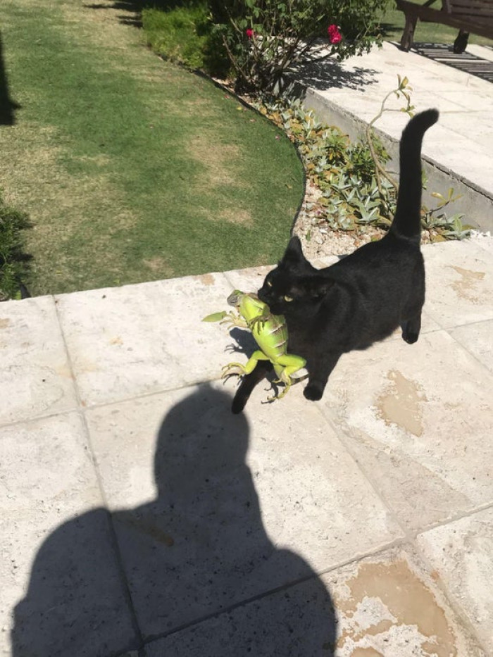 Florida cat and his friend say hello