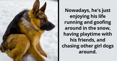 Disabled Doggo Who Once Feared Humans Is Now A Beloved Sensation Around The World